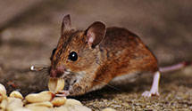 canine-bed-bug-inspections Experts in Phila